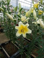 [4149 Serano No01.JPG]